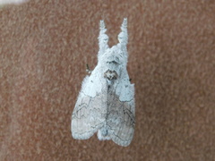 Calliteara horsfieldii