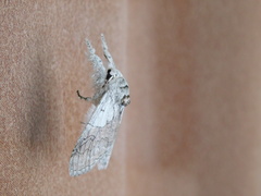 Calliteara horsfieldii