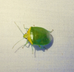 Glaucias