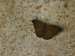 Dophla evelina