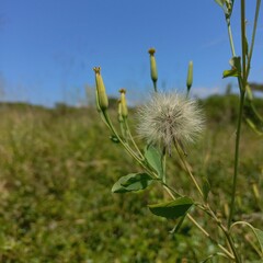 Porophyllum ruderale