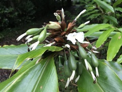 Alpinia arctiflora
