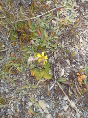 Brachyglottis bellidioides