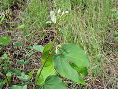 Bauhinia macranthera
