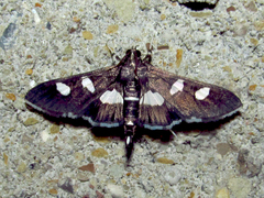 Desmia maculalis