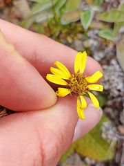 Brachyglottis bellidioides