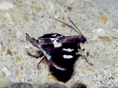 Desmia maculalis