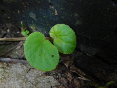 Begonia hirtella