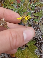 Brachyglottis bellidioides