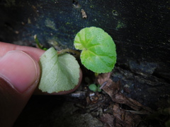 Begonia hirtella