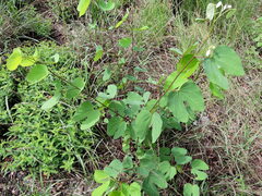 Bauhinia macranthera