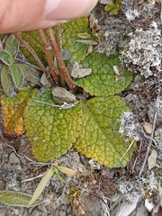 Brachyglottis bellidioides