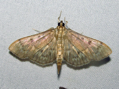 Herpetogramma aeglealis