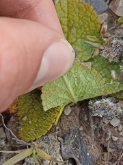 Brachyglottis bellidioides