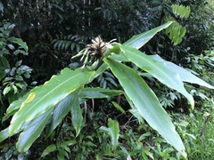 Alpinia arctiflora