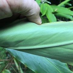 Alpinia arctiflora