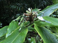 Alpinia arctiflora