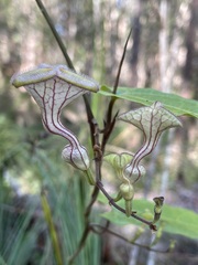 Aristolochia deltantha