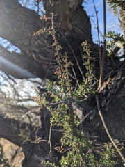 Condalia warnockii