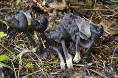 Helvella atra