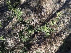 Condalia warnockii