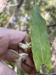 Aristolochia deltantha