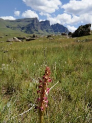 Satyrium longicauda image