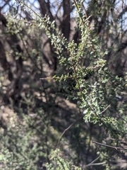 Condalia warnockii