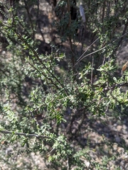Condalia warnockii