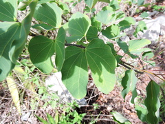 Bauhinia macranthera