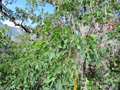 Bauhinia macranthera