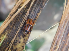 Odoiporus longicollis