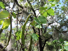 Bauhinia macranthera