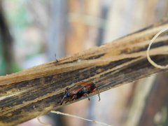 Odoiporus longicollis