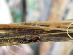Odoiporus longicollis