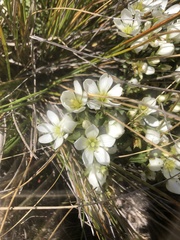 Gentianella corymbifera