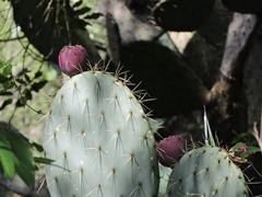 Opuntia robusta