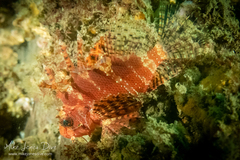 Dendrochirus brachypterus