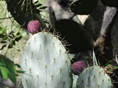 Opuntia robusta