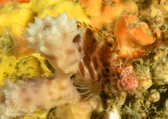 Cirrhitichthys aprinus