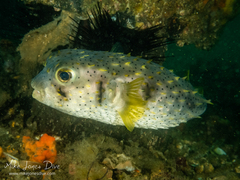 Dicotylichthys punctulatus