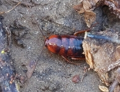 Shelfordella lateralis