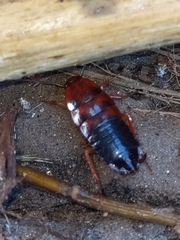 Shelfordella lateralis