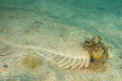 Pseudorhombus jenynsii