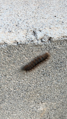 Lepidoptera