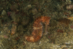 Hippocampus histrix