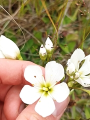 Gentianella corymbifera