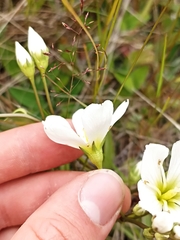 Gentianella corymbifera