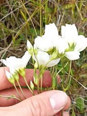 Gentianella corymbifera
