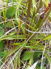 Gentianella corymbifera